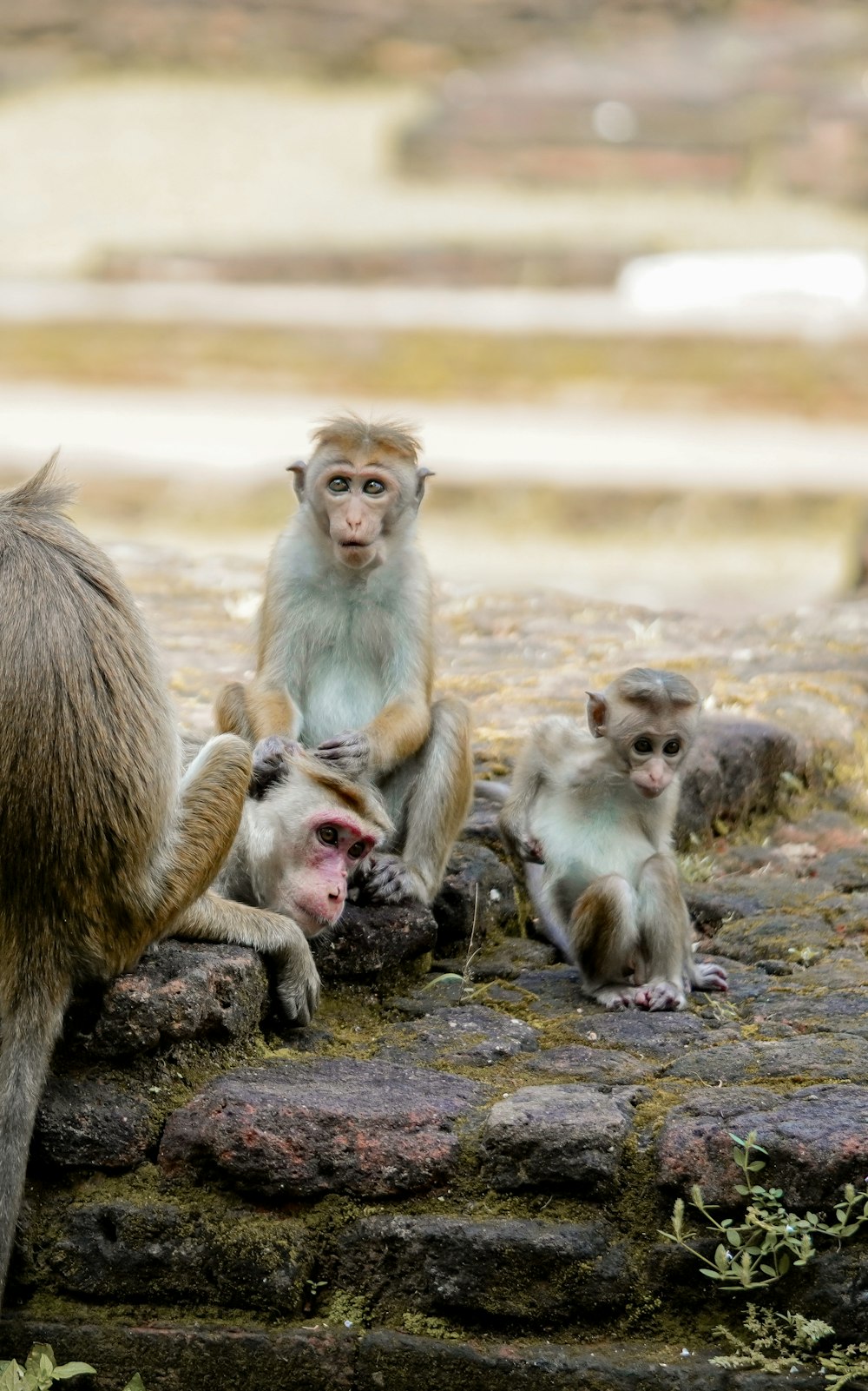 a group of monkeys sitting on top of a stone wall