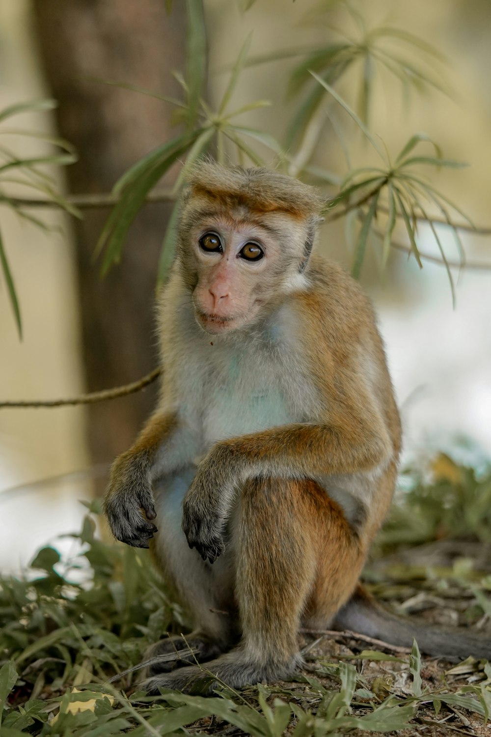 a monkey sitting on the ground next to a tree