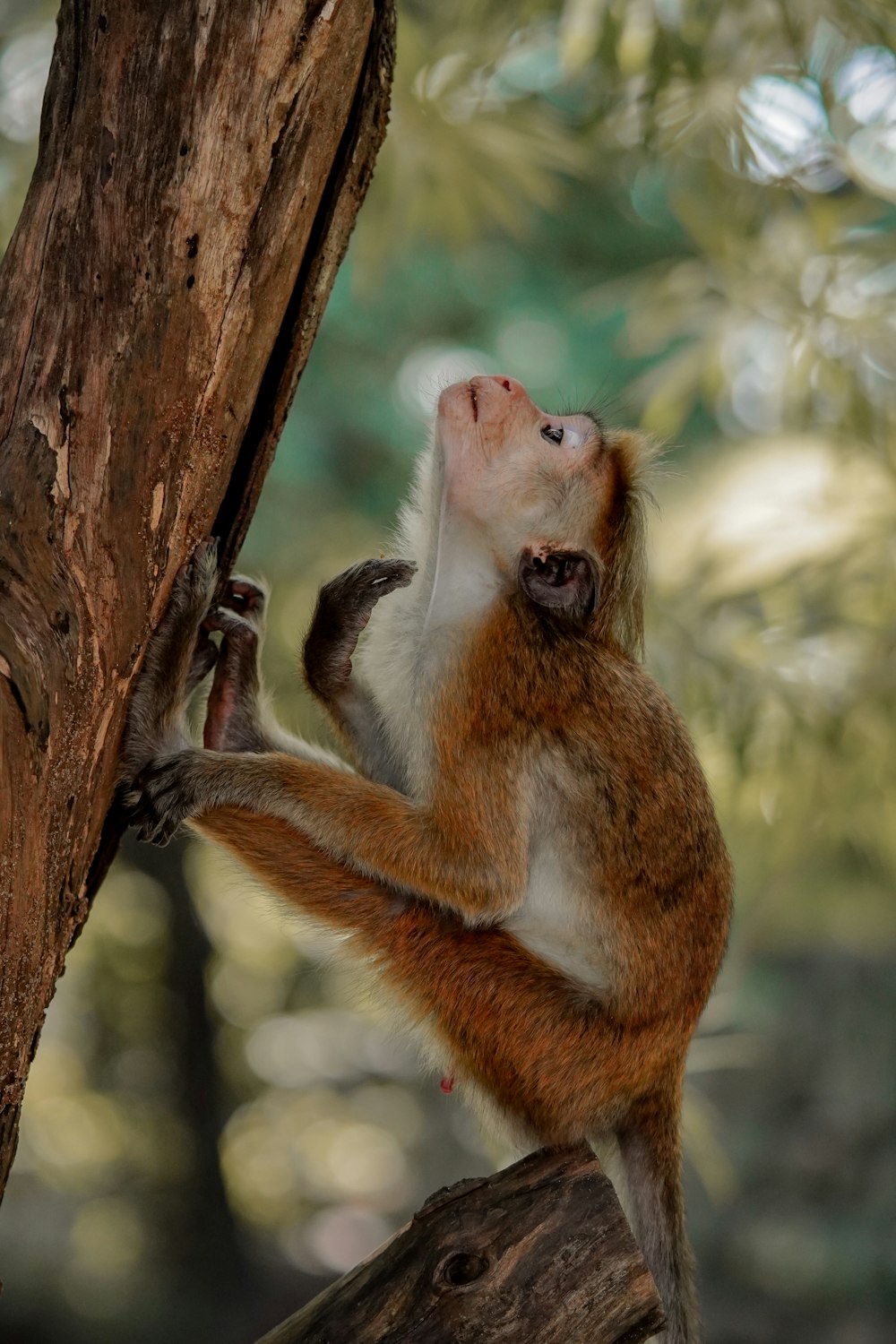 a brown and white monkey sitting on top of a tree branch