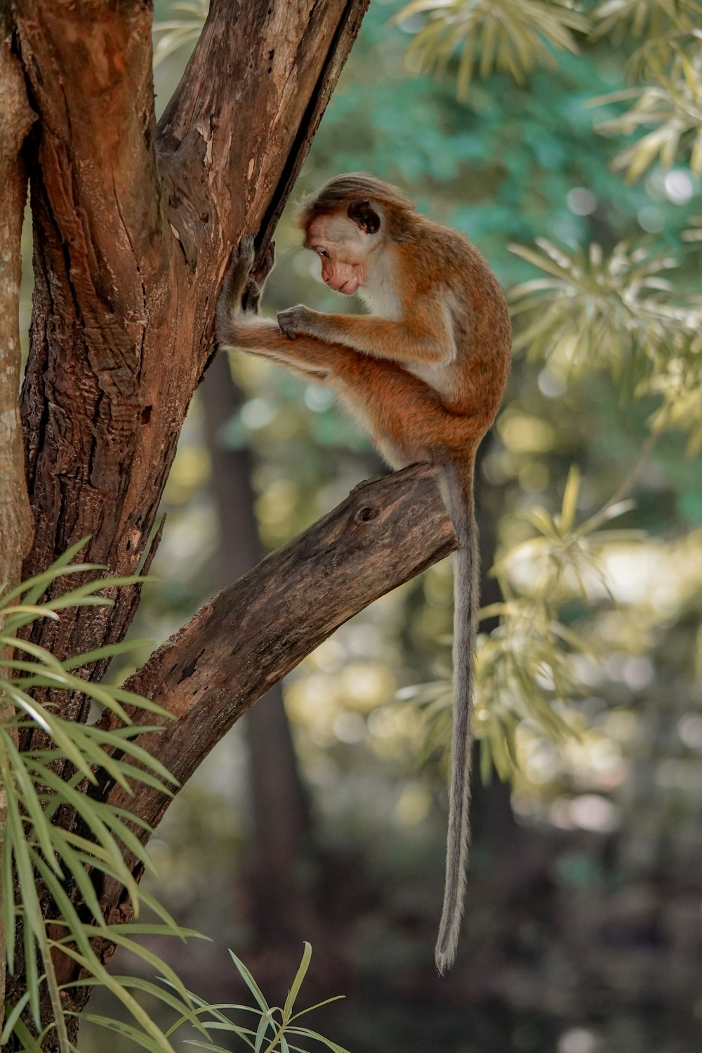 a monkey is sitting on a tree branch