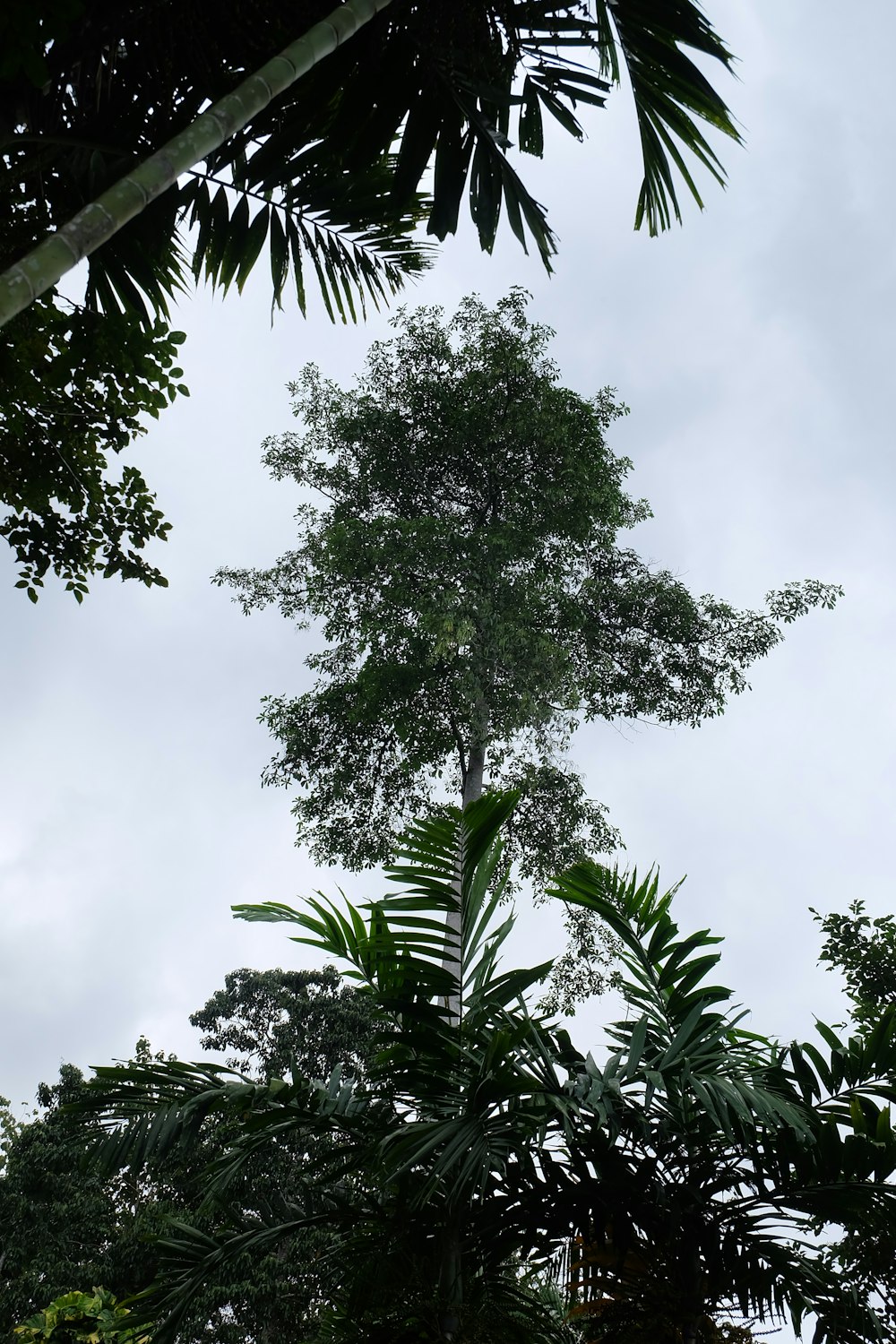 a tall tree with lots of green leaves
