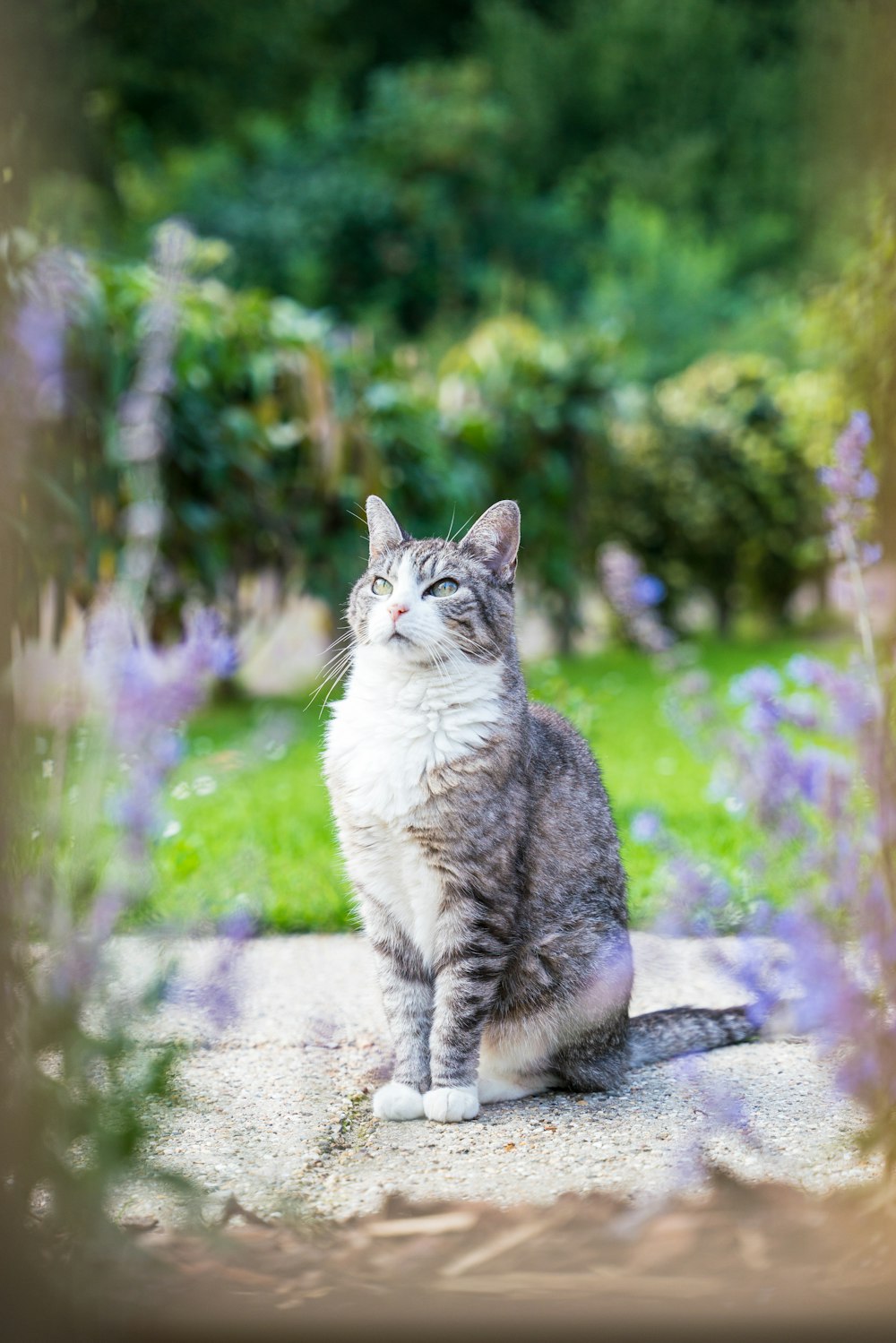 a grey and white cat sitting in a garden