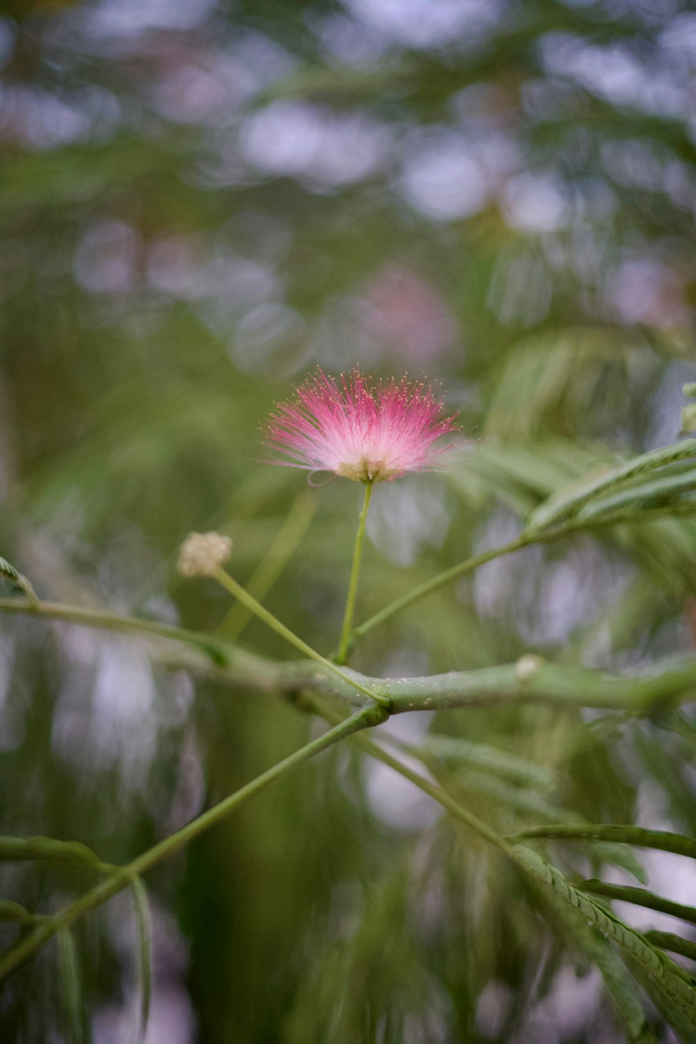 a pink flower sitting on top of a green plant