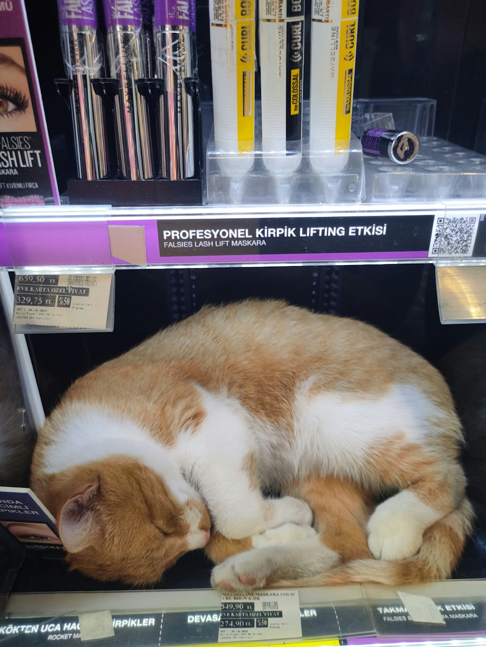 a cat sleeping on a shelf in a store