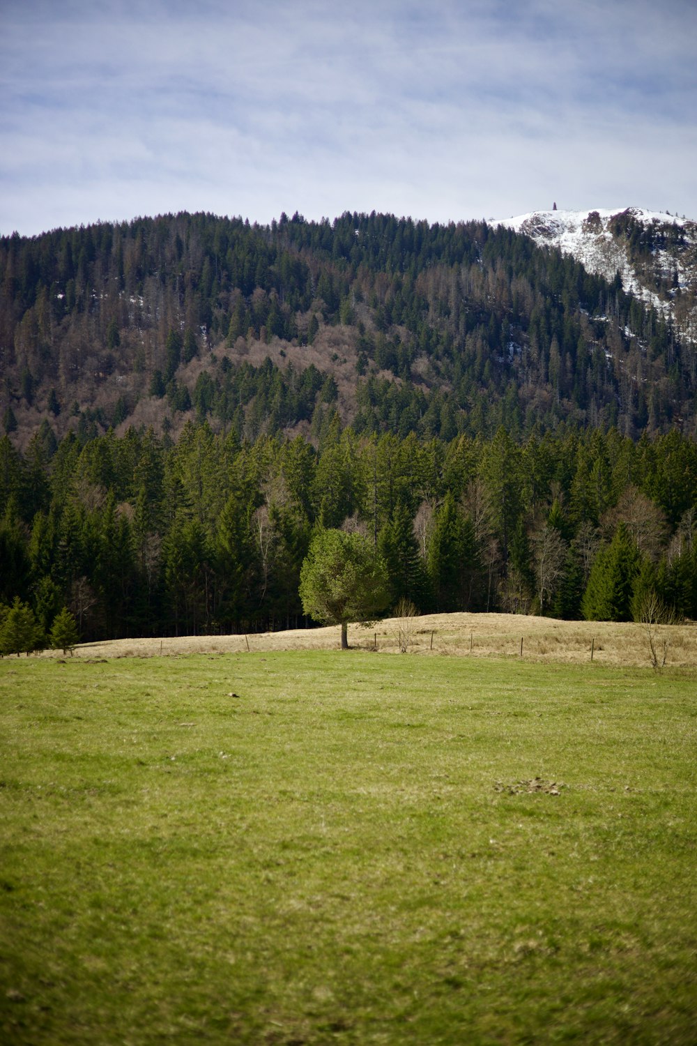 a grassy field with a mountain in the background