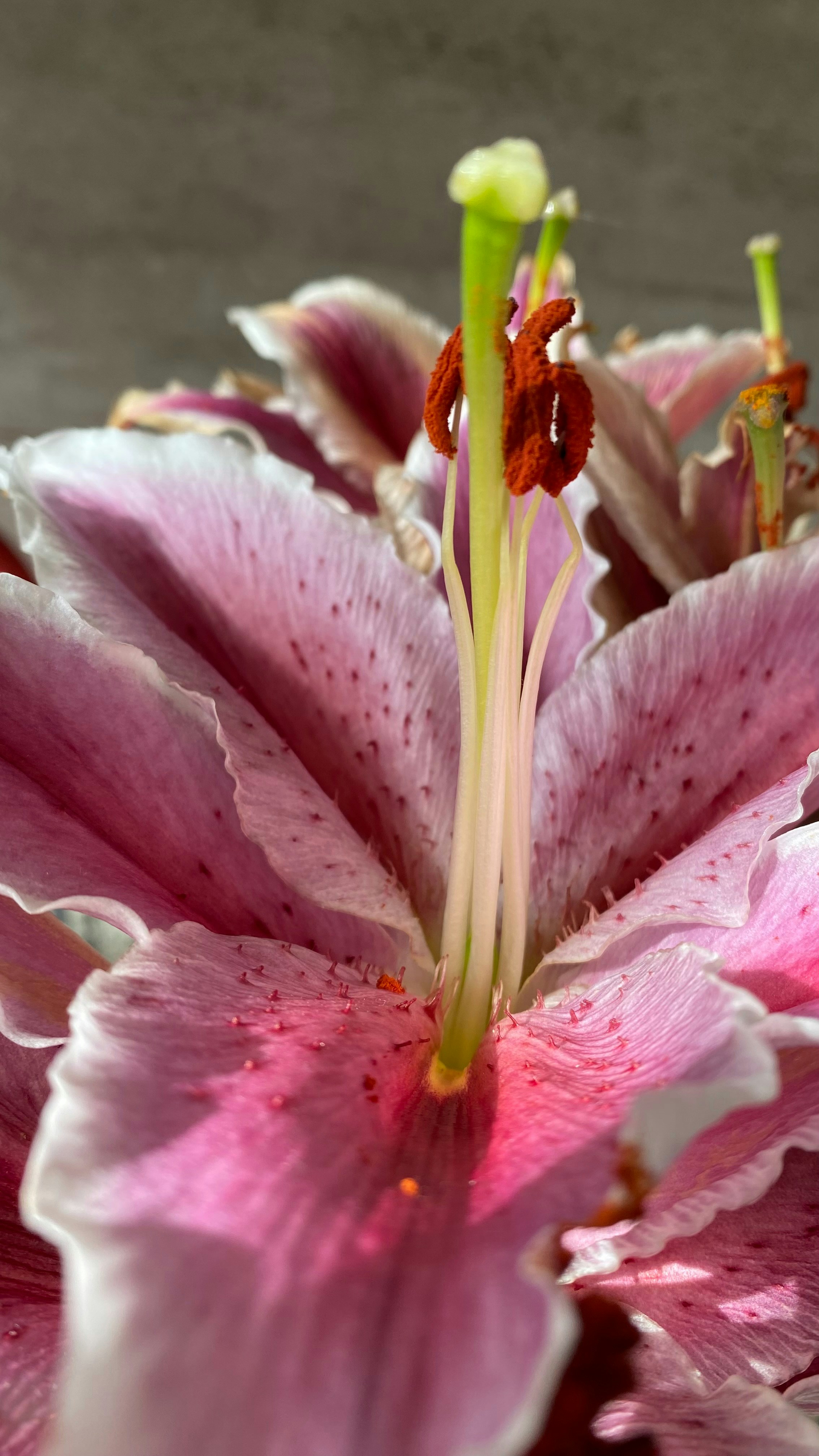 Photo by thallasophile