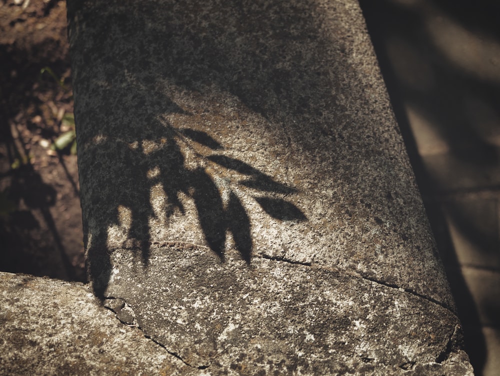 a shadow of a plant on a rock