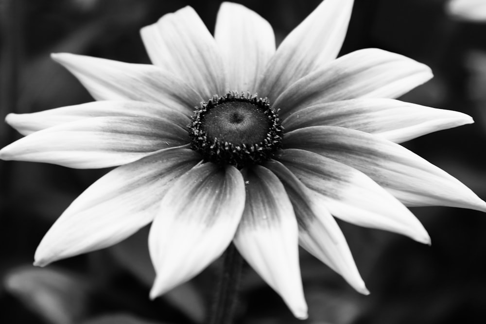 a black and white photo of a flower