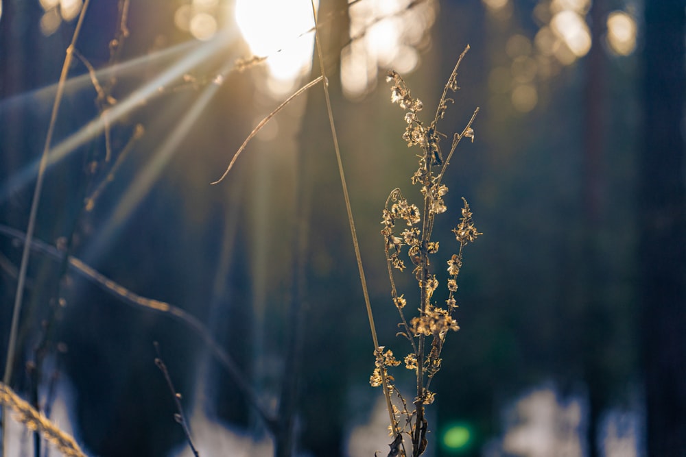 the sun shines through the trees in the woods