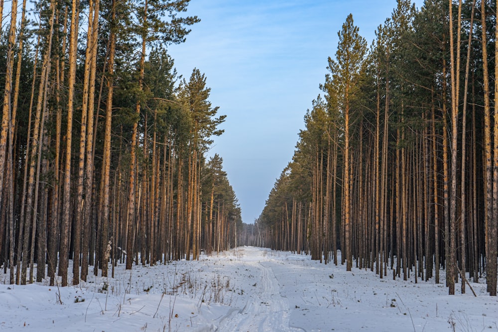 a snowy road surrounded by tall pine trees