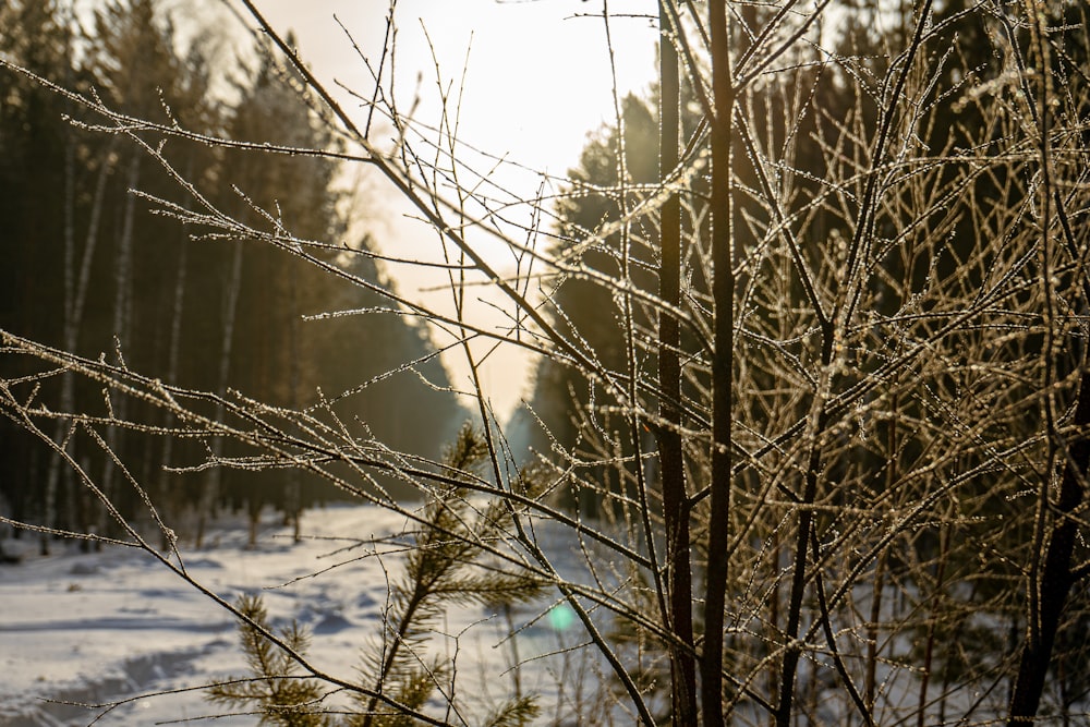 Die Sonne scheint durch die Äste eines Baumes