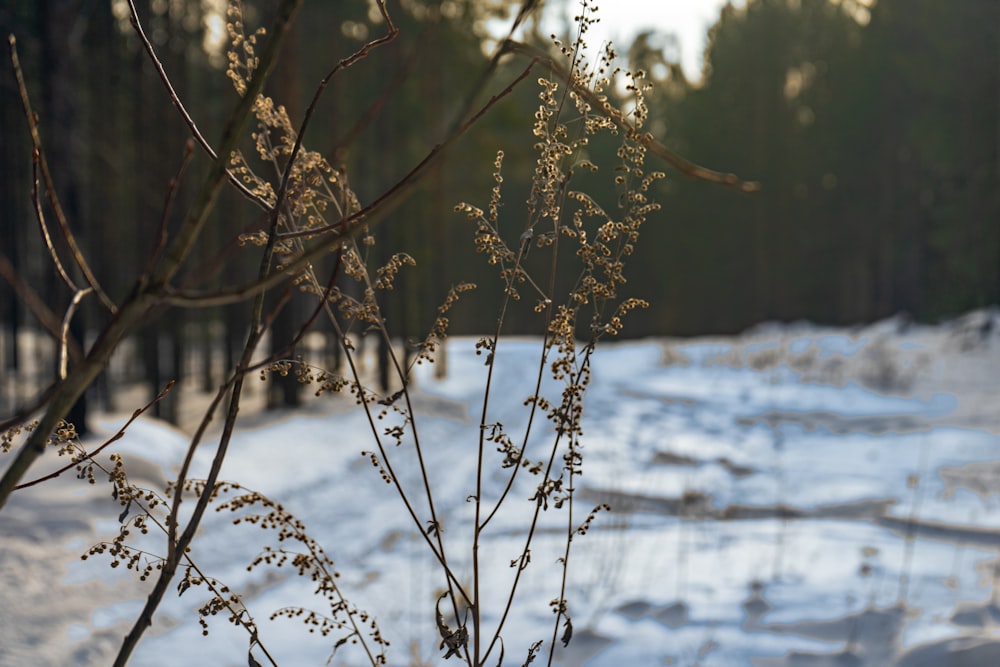 a plant in the middle of a snowy field