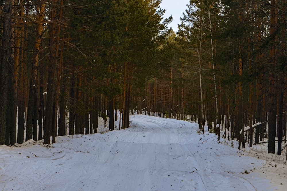 a snow covered road in the middle of a forest