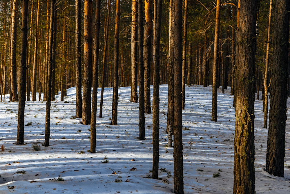 a forest filled with lots of trees covered in snow