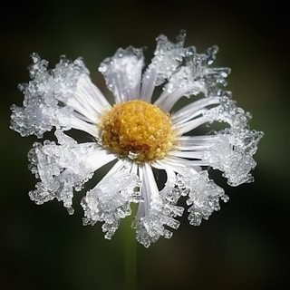 a close up of a flower with water droplets on it