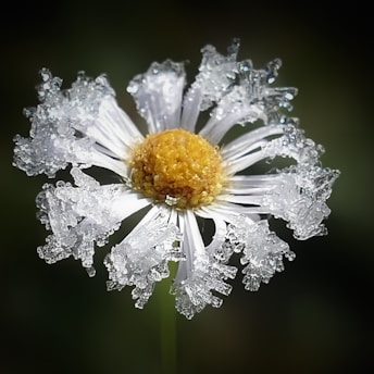 a close up of a flower with water droplets on it