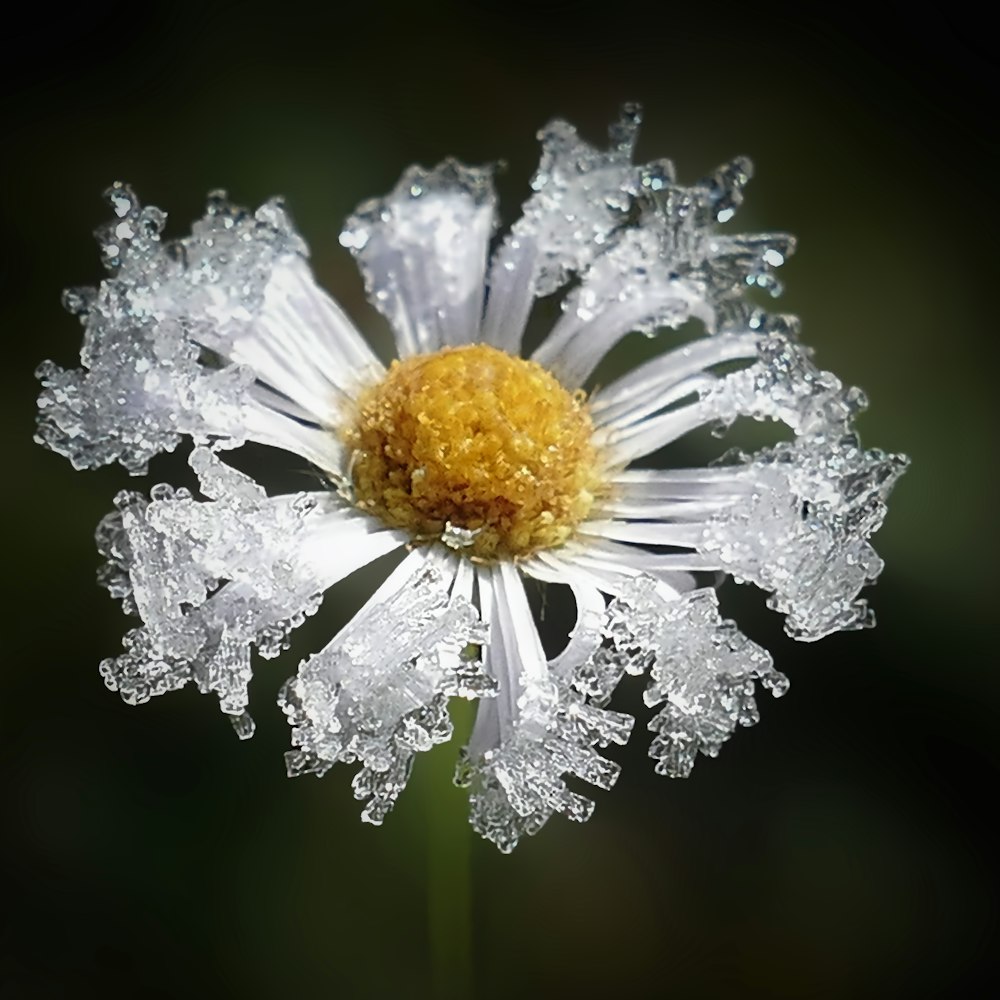 Un primer plano de una flor con gotas de agua