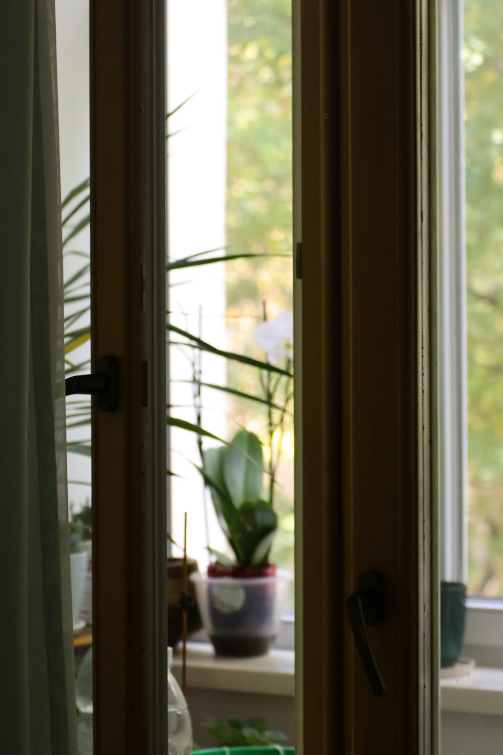 a cat sitting on a window sill next to a potted plant