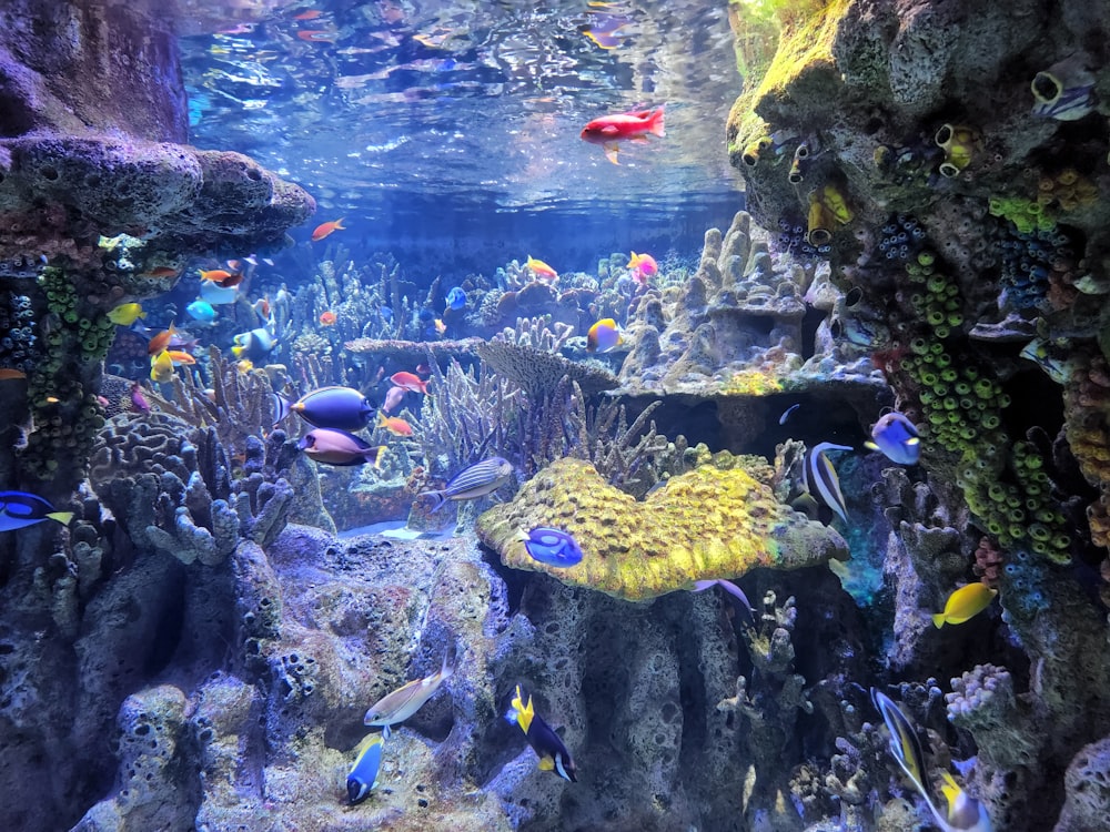 a large aquarium filled with lots of colorful fish