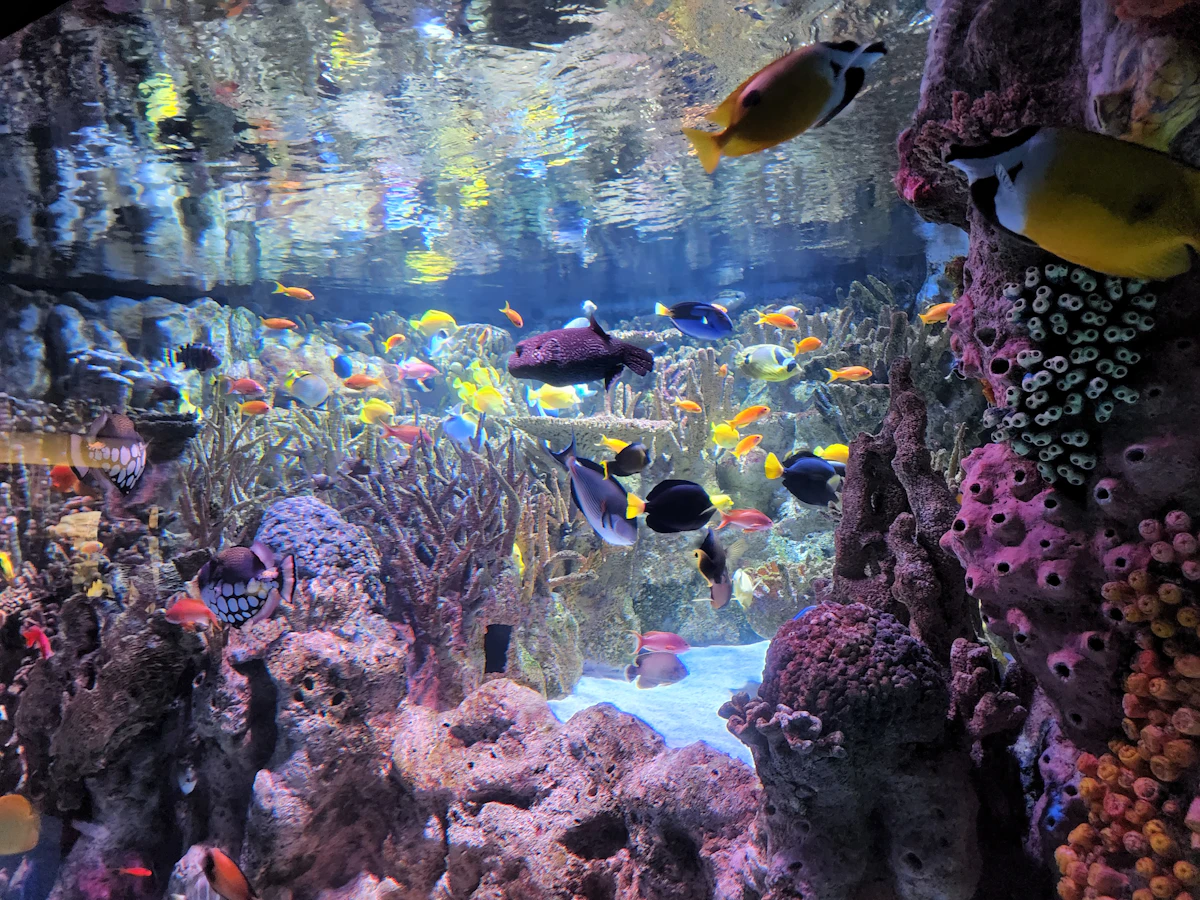 Acuario con iluminación LED