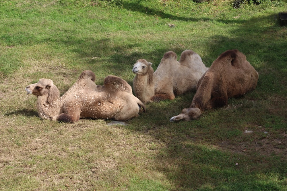 a group of camels sitting in the grass