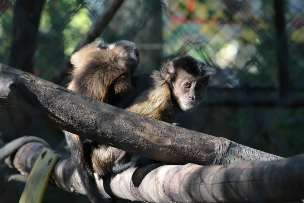 a small monkey sitting on top of a tree branch