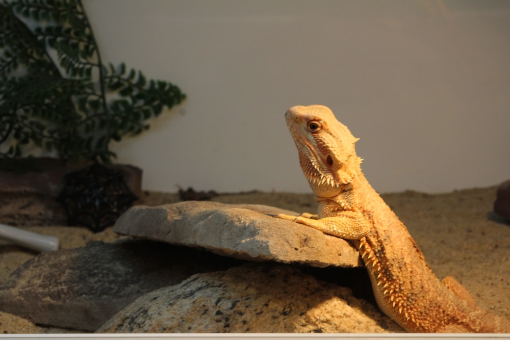 a close up of a lizard on a rock