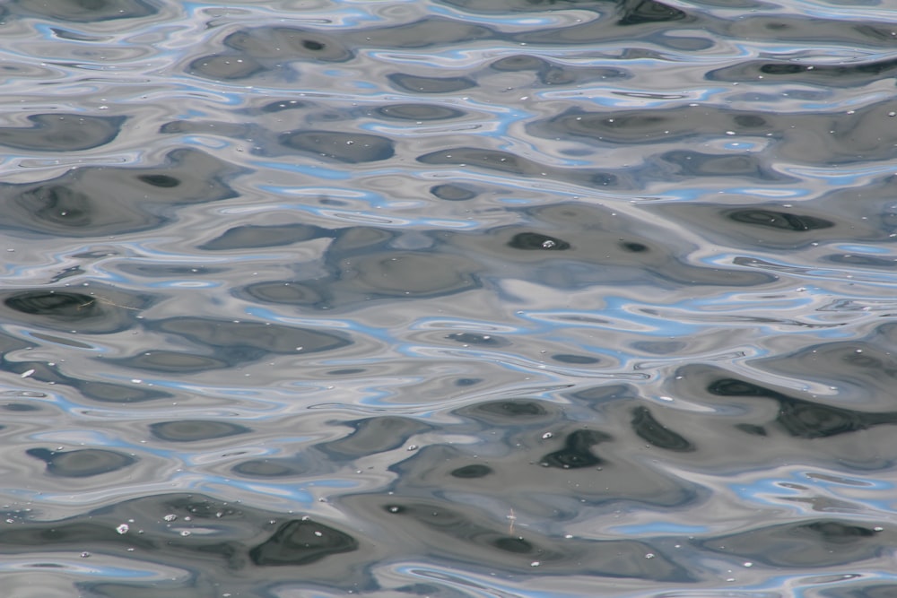 a bird is sitting on the edge of a body of water