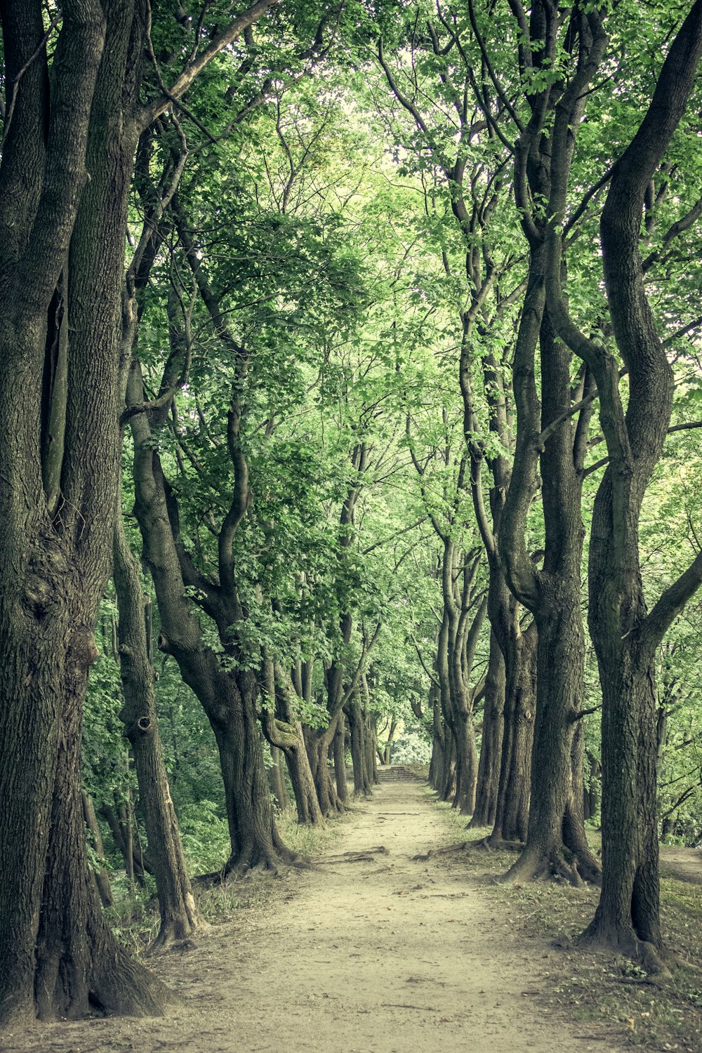 a dirt road surrounded by lots of trees