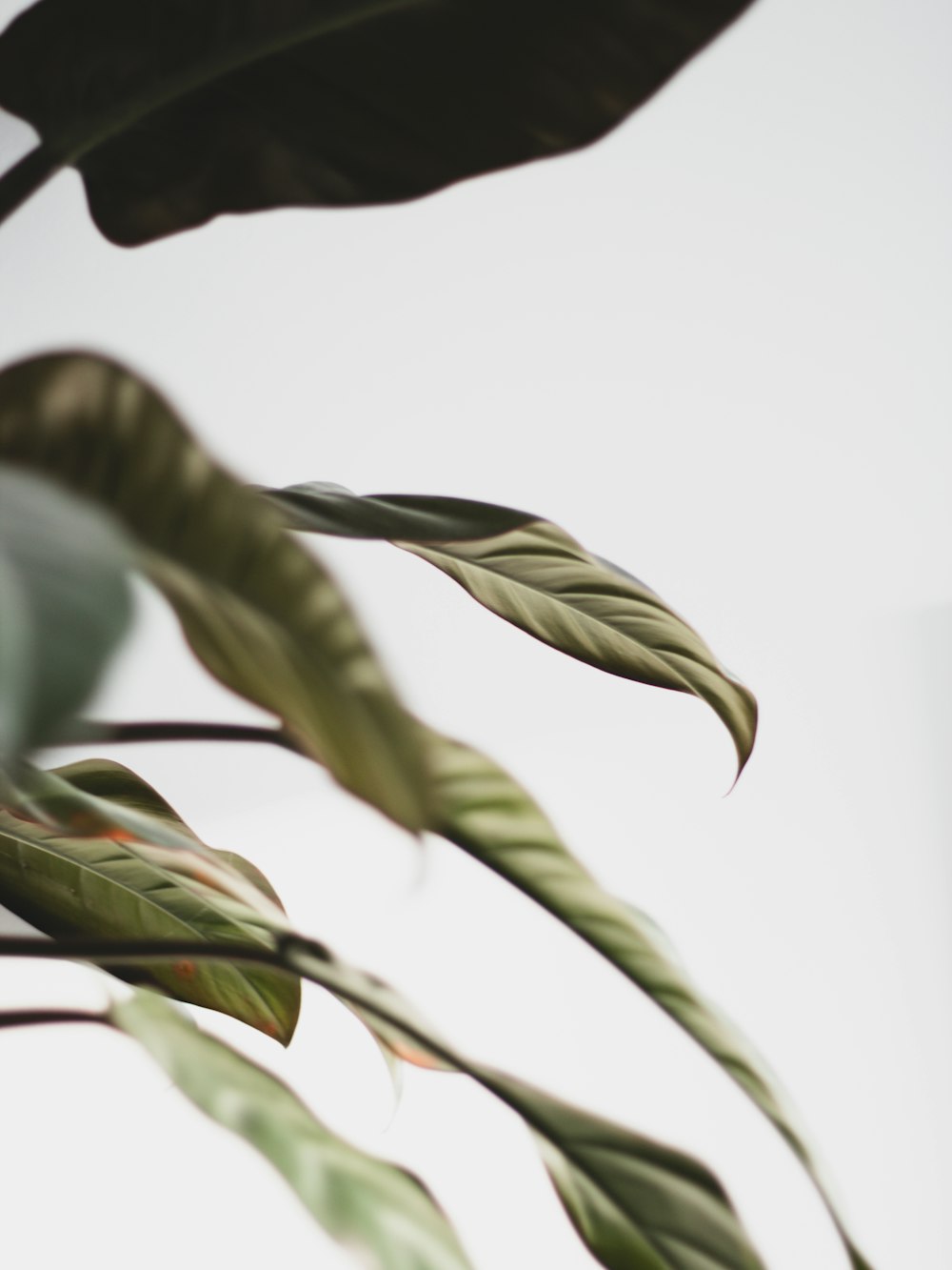 a close up of a plant with green leaves