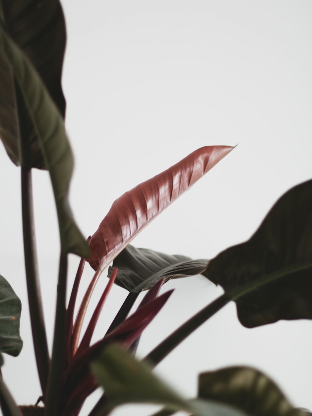 a close up of a plant with large leaves