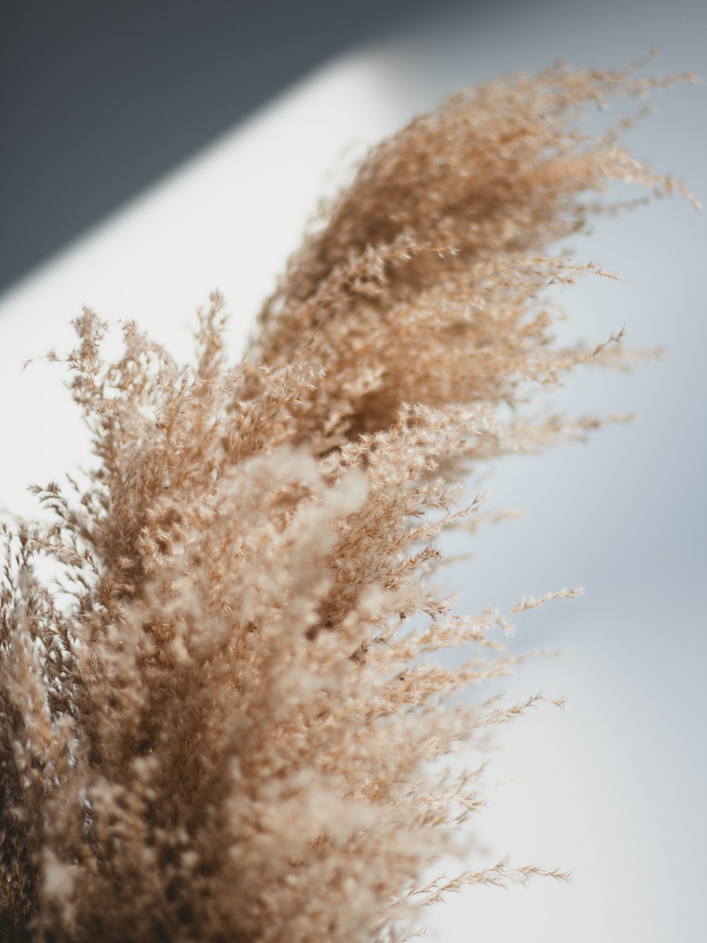 a close up of a plant on a table