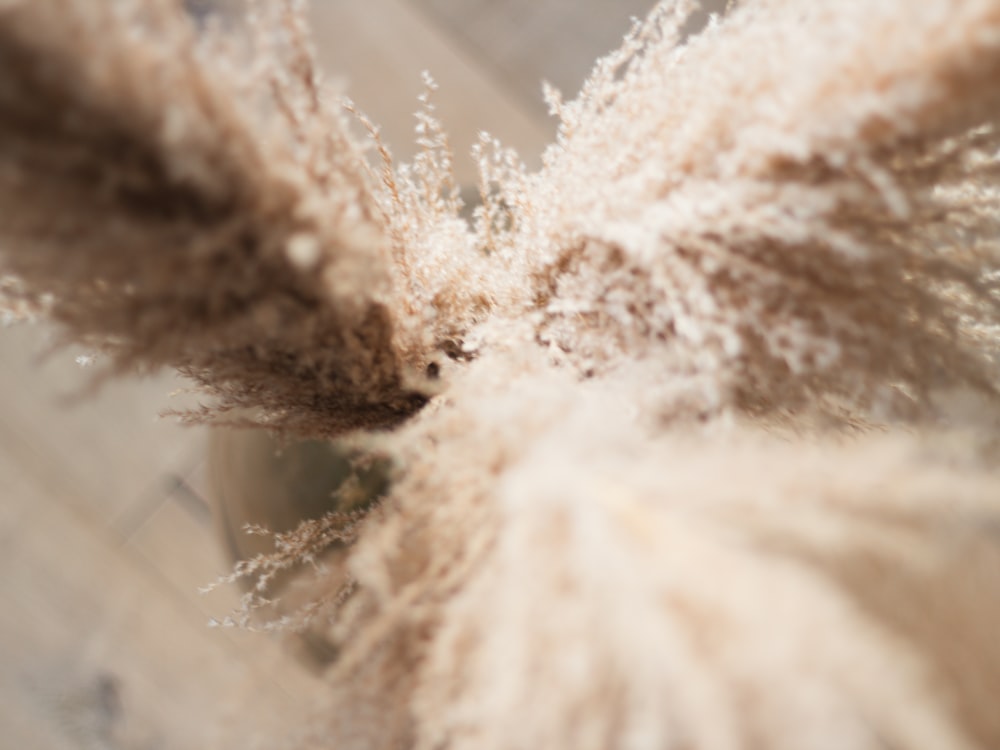 a close up of a plant with very long hair