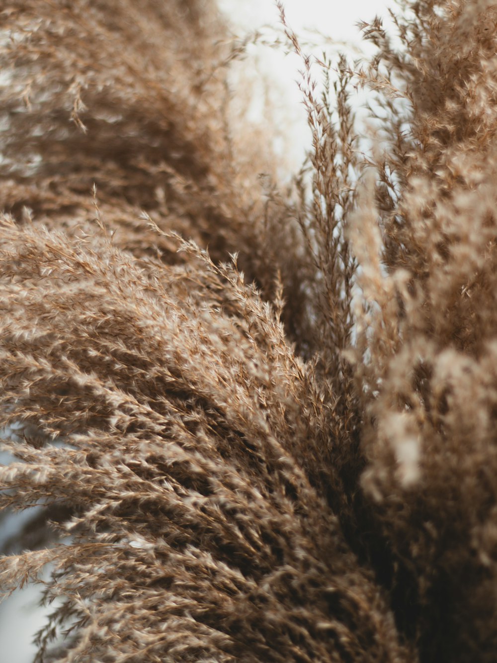 a close up of a bunch of dry grass