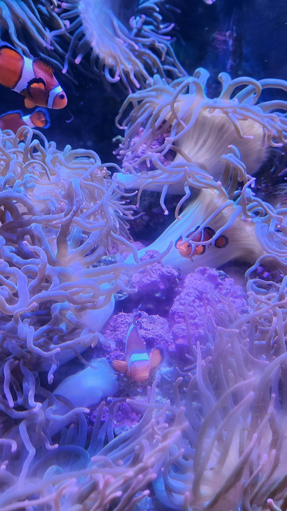 a group of clown fish swimming in an aquarium