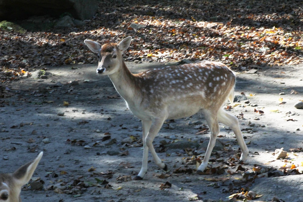 a couple of deer standing on top of a dirt field