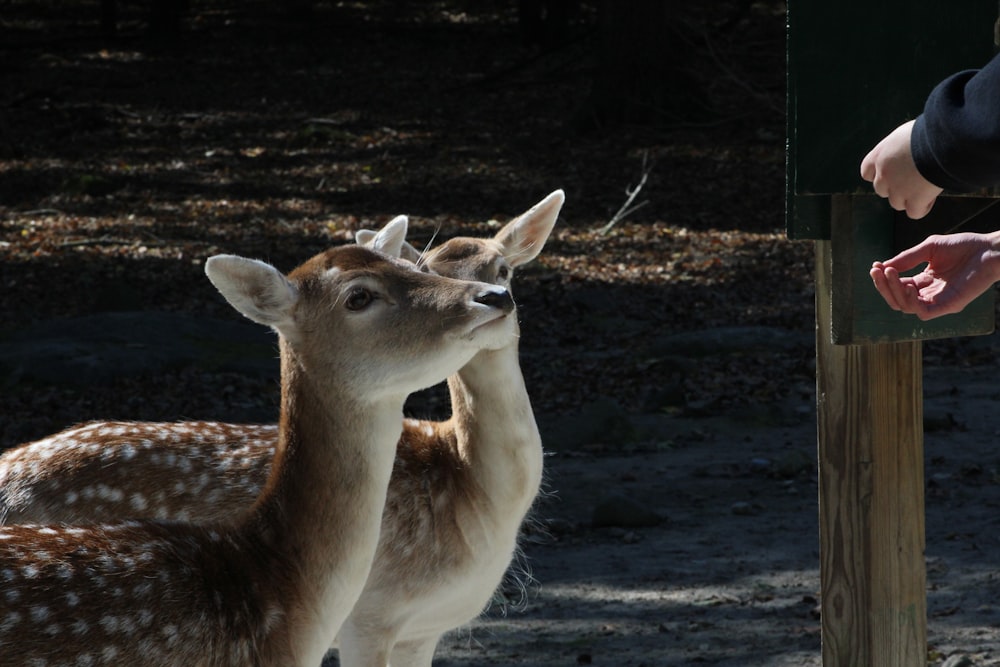 two deer standing next to each other in a forest