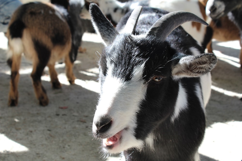 a black and white goat standing next to other goats