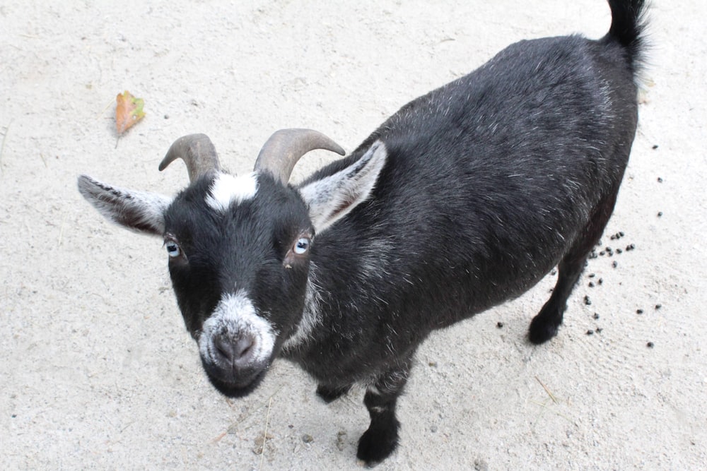 a black goat standing on top of a cement ground