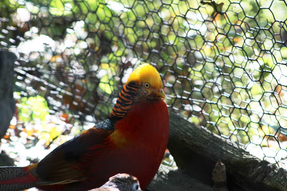 a colorful bird sitting on top of a tree branch