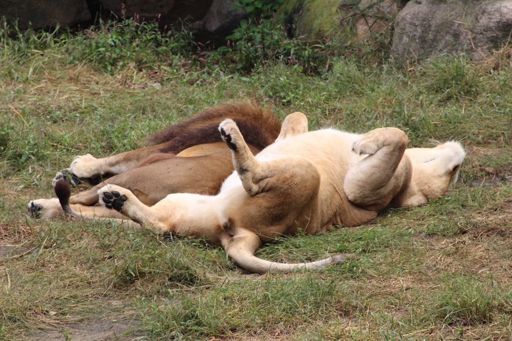 a couple of animals that are laying down in the grass