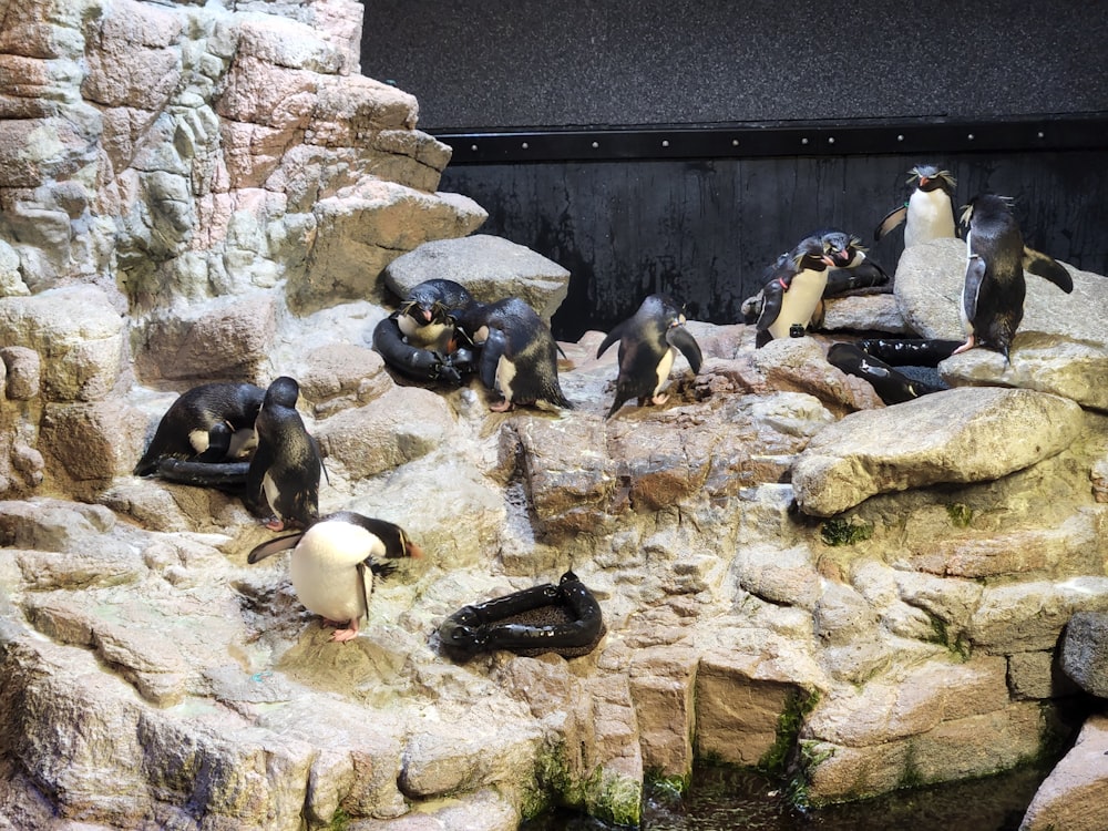 a group of penguins that are sitting on some rocks