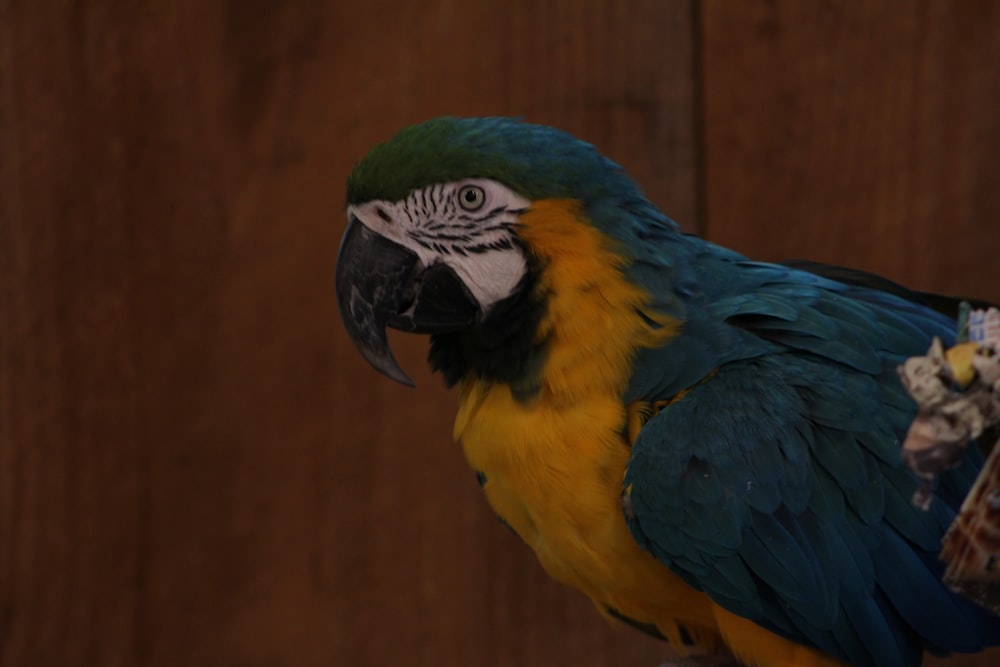 a colorful parrot standing on top of a wooden floor