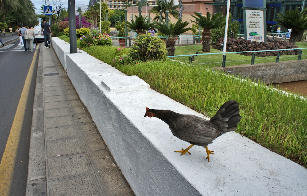 a chicken is walking along the side of the road