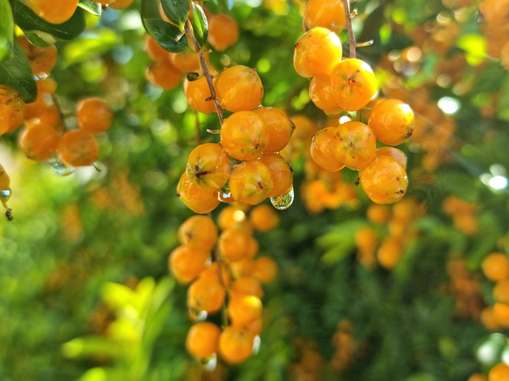 a bunch of oranges hanging from a tree