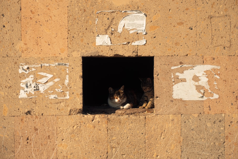 a cat sitting in a hole in a wall
