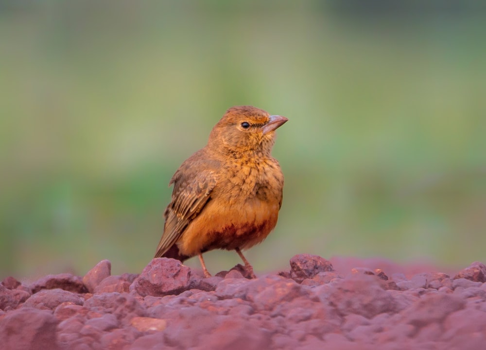a small brown bird standing on a pile of rocks