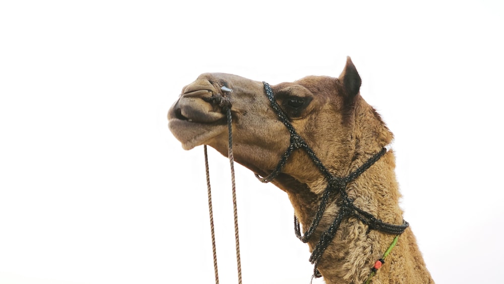a close up of a camel wearing a harness