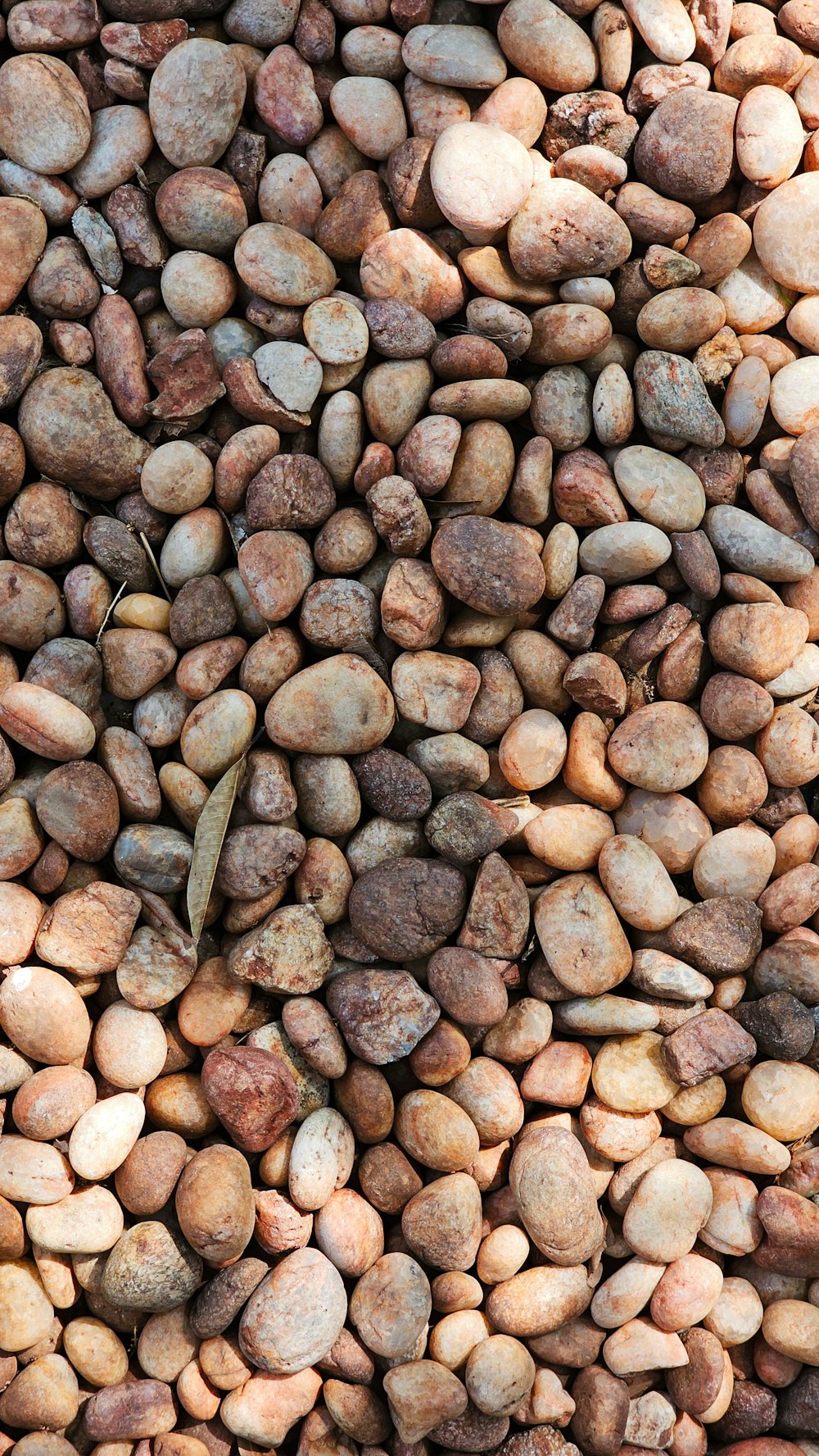 a bird is sitting on a pile of rocks