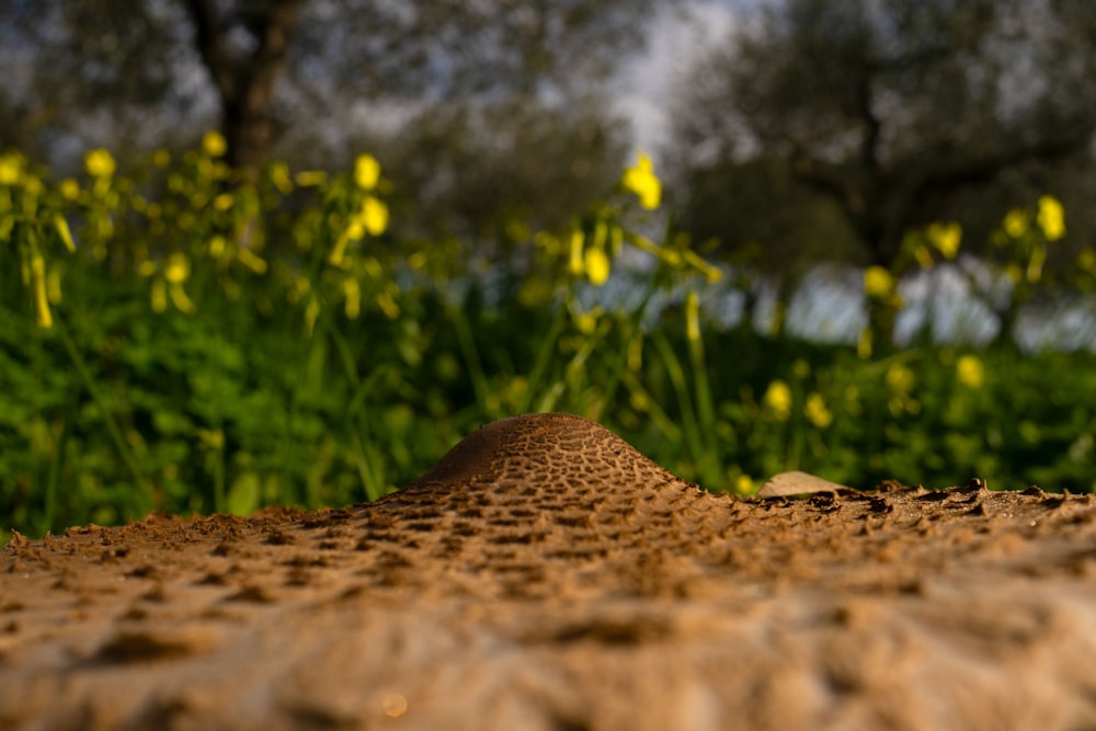 a dirt road with yellow flowers in the background